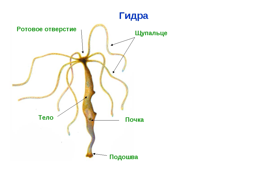 Kraken onion ссылка