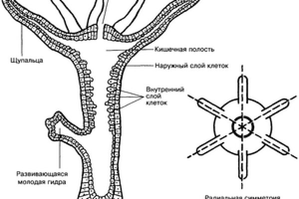 Как вывести деньги с кракена