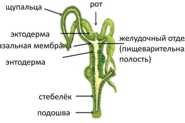 Ссылки на кракен маркетплейс тг